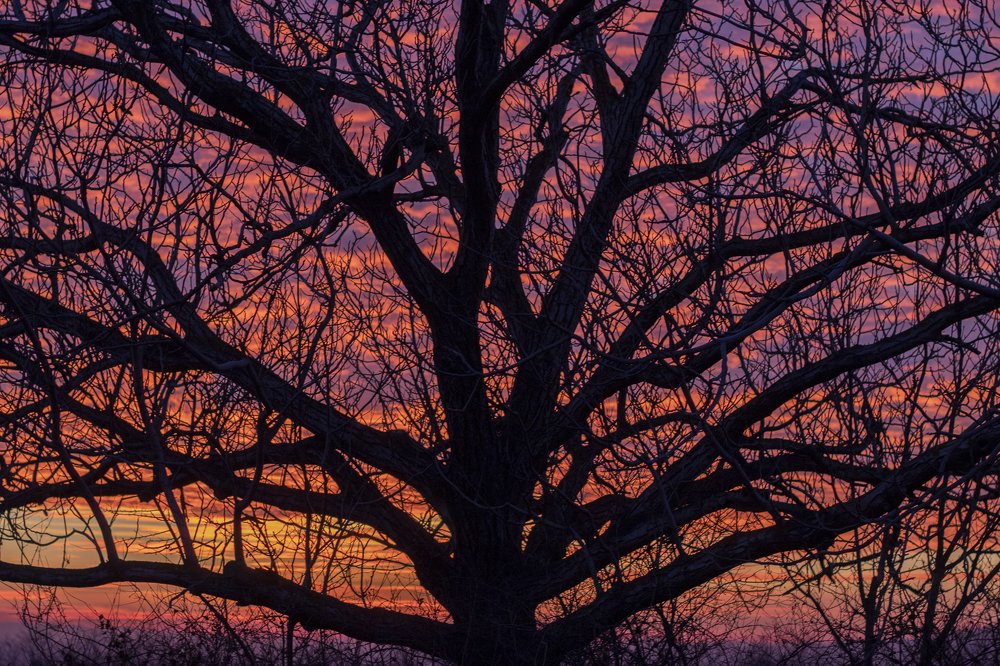 Sunset through tree silhouette