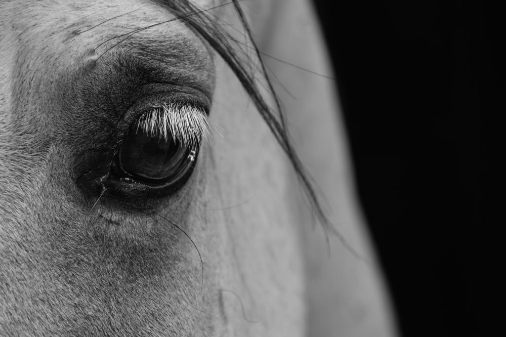 Photograph by Mohammad Paknezhad