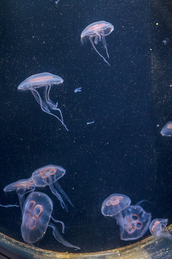 Photograph by Ирина Никифорова