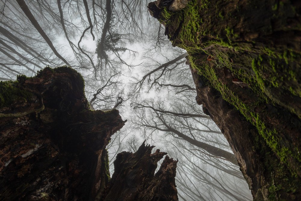 Сказка спящего леса