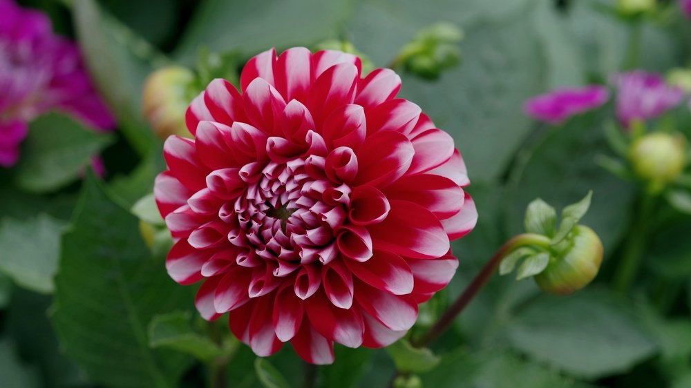 Пора цветения.