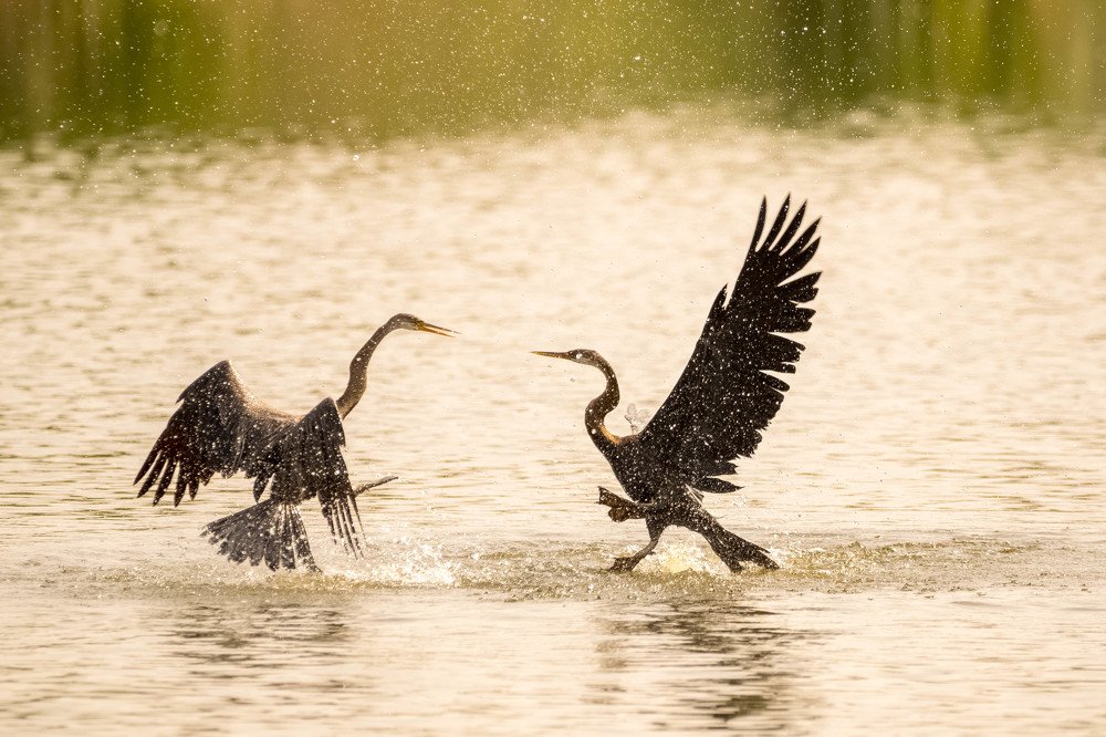 Photograph by Abhishek Kumar