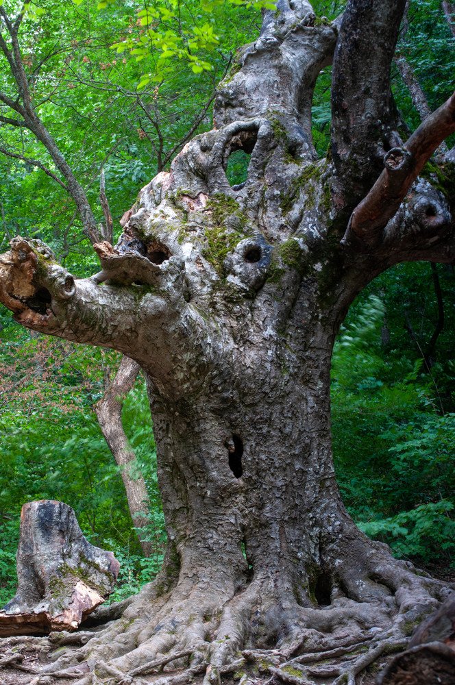 Крымские каникулы