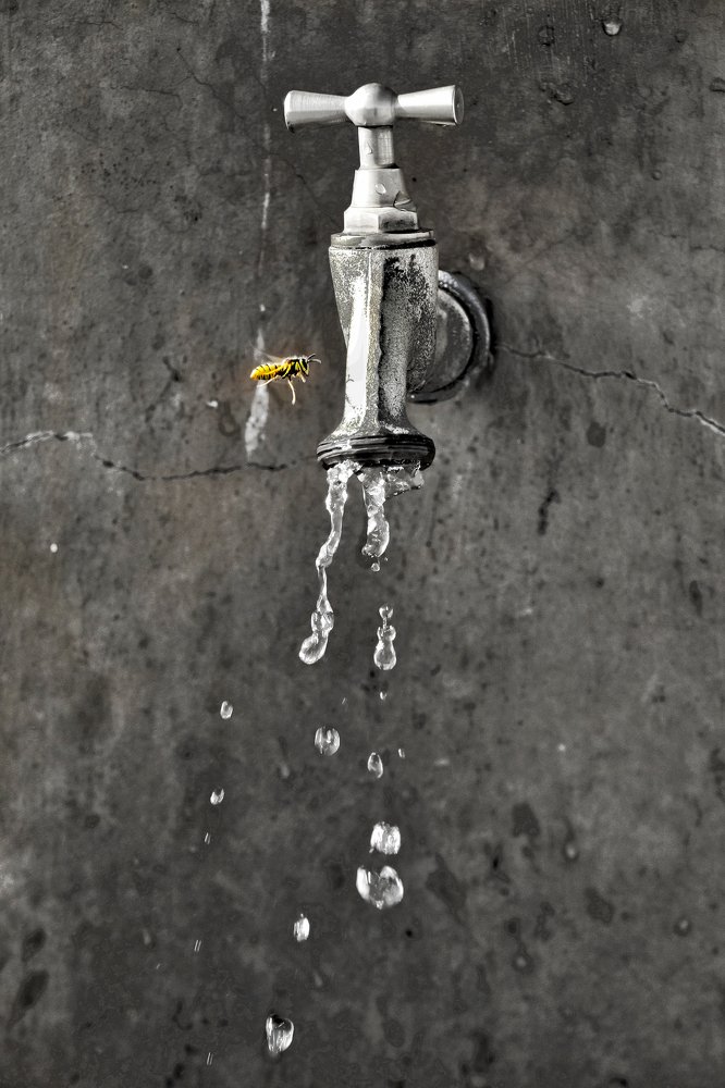 Photograph by Sahar Ghadir