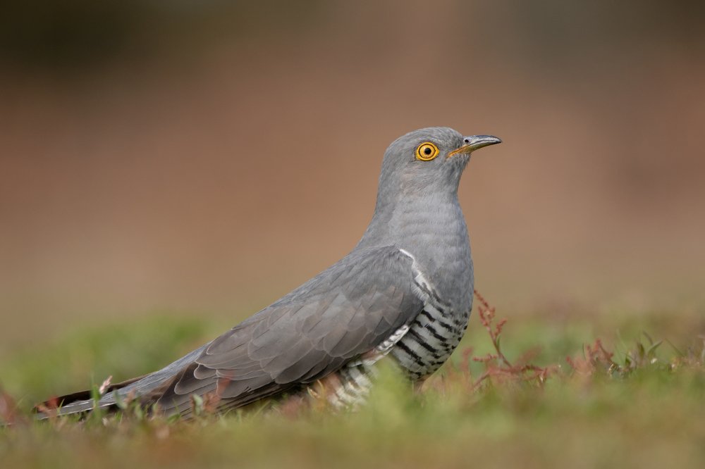 Фотография автора MARIA KULA