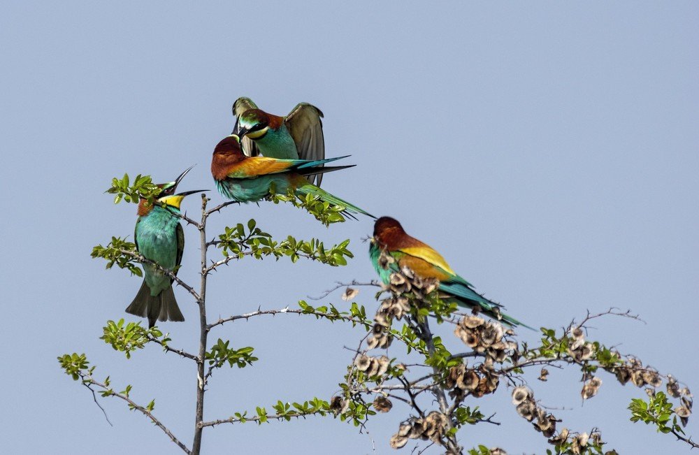 bee-eater. feeding chicks