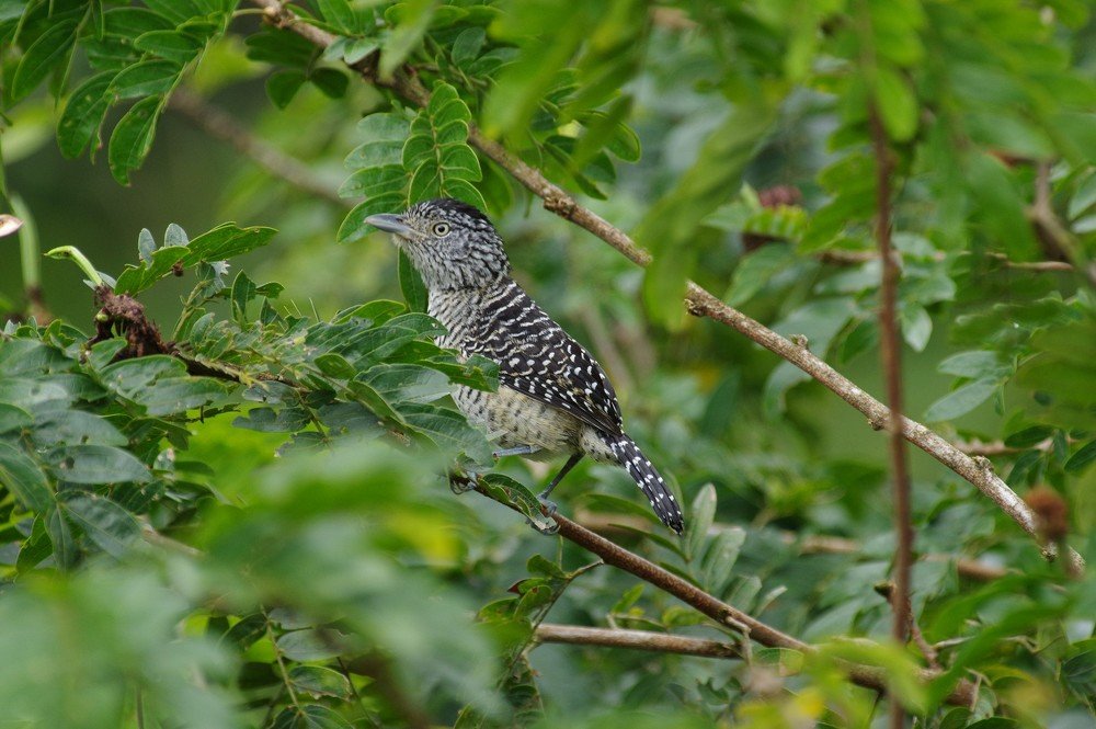 Fasciated Antshrike male