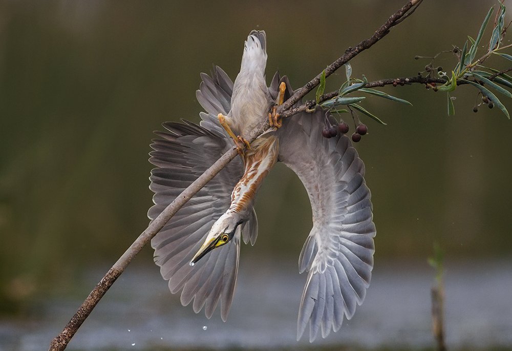 Photograph by Horacio Artero