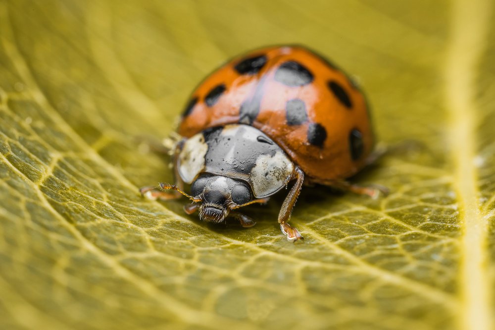 Photograph by Andrej Folo