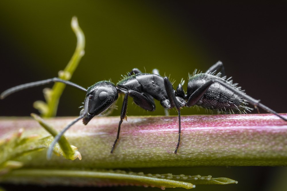 Photograph by Andrej Folo