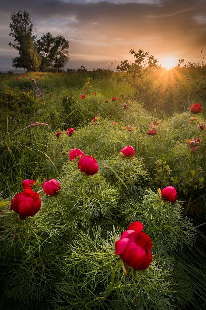 Photograph by Mая Врънгова