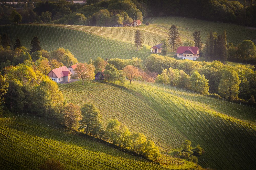Somewhere in the Slovenian vineyards