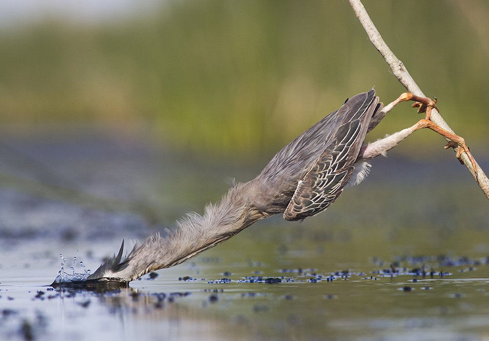 Photograph by Horacio Artero