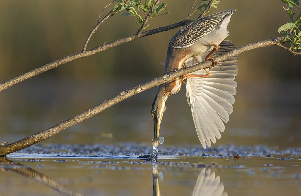 Photograph by Horacio Artero