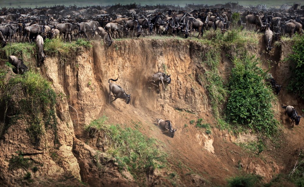 Движимые инстинктом