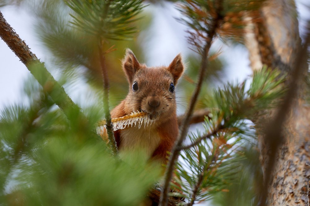 Фотография автора Mikhail Mikhaylov