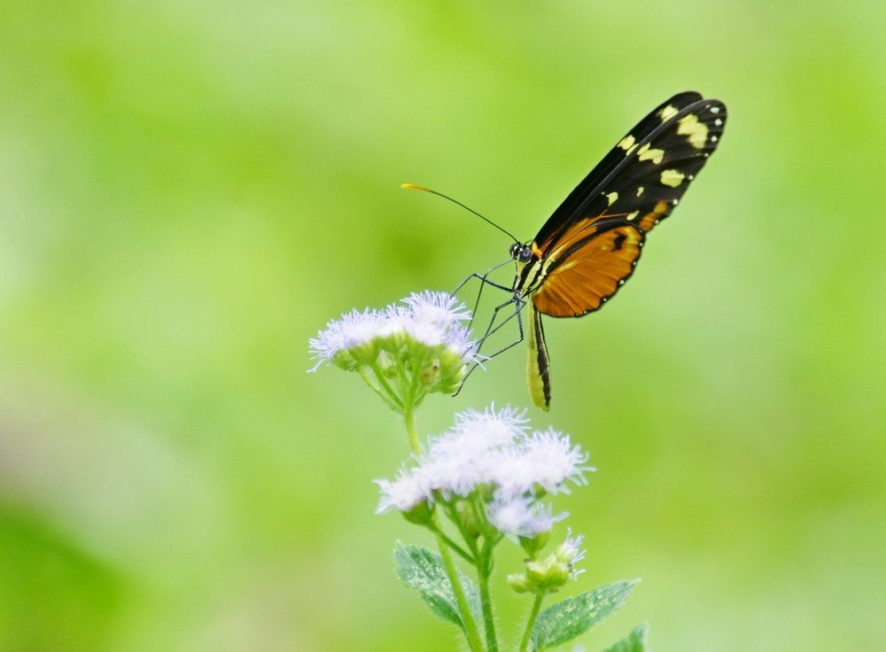butterfly and craving for beauty