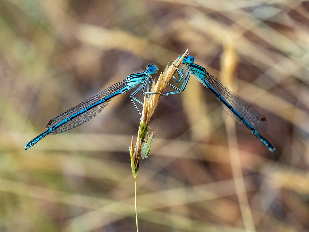 Photograph by Марина Брыдня