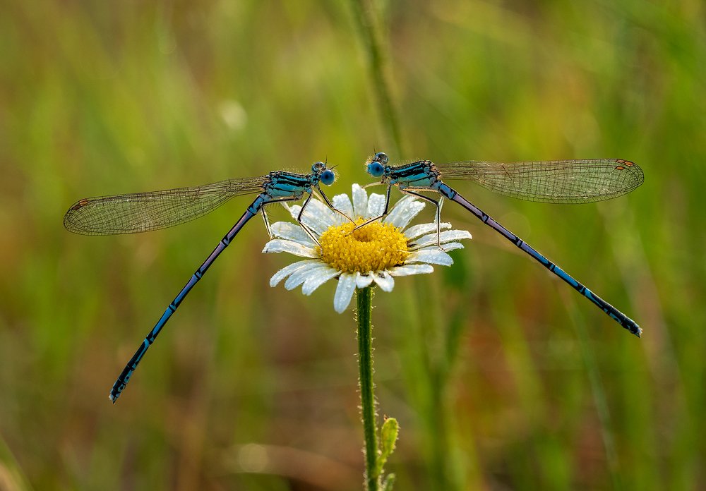 Photograph by Марина Брыдня