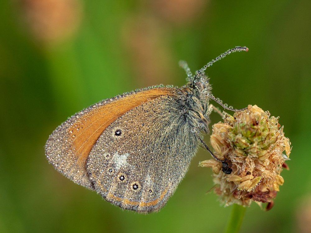 Photograph by Марина Брыдня