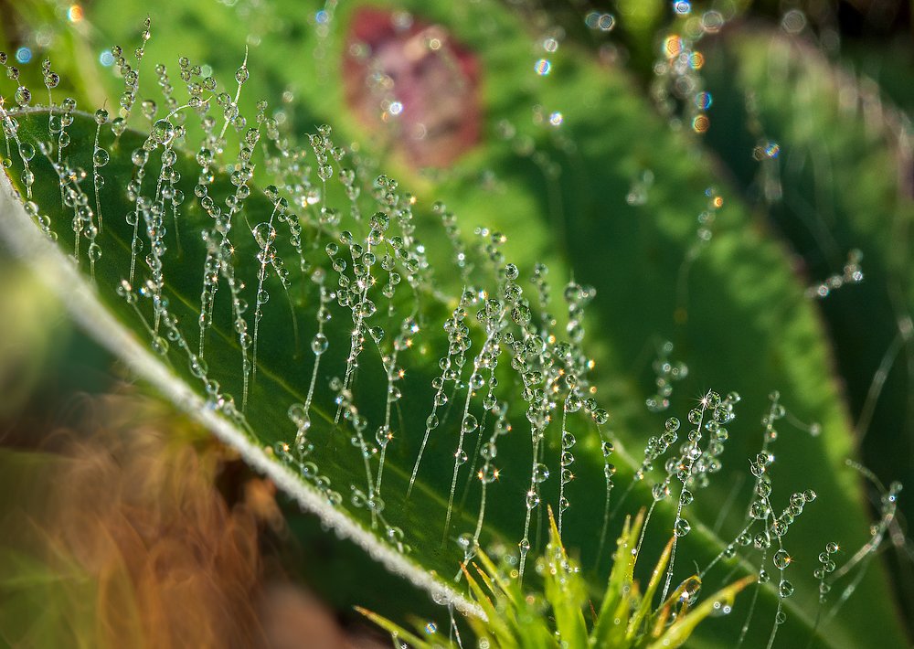 Photograph by Марина Брыдня