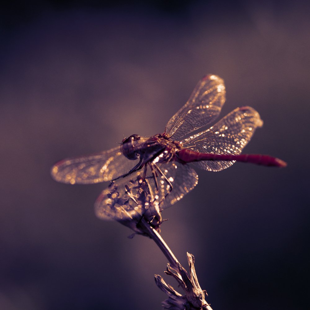 Фотография автора Игорь Баранов