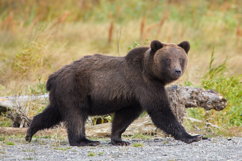 Фотография автора Mikhail Mikhaylov