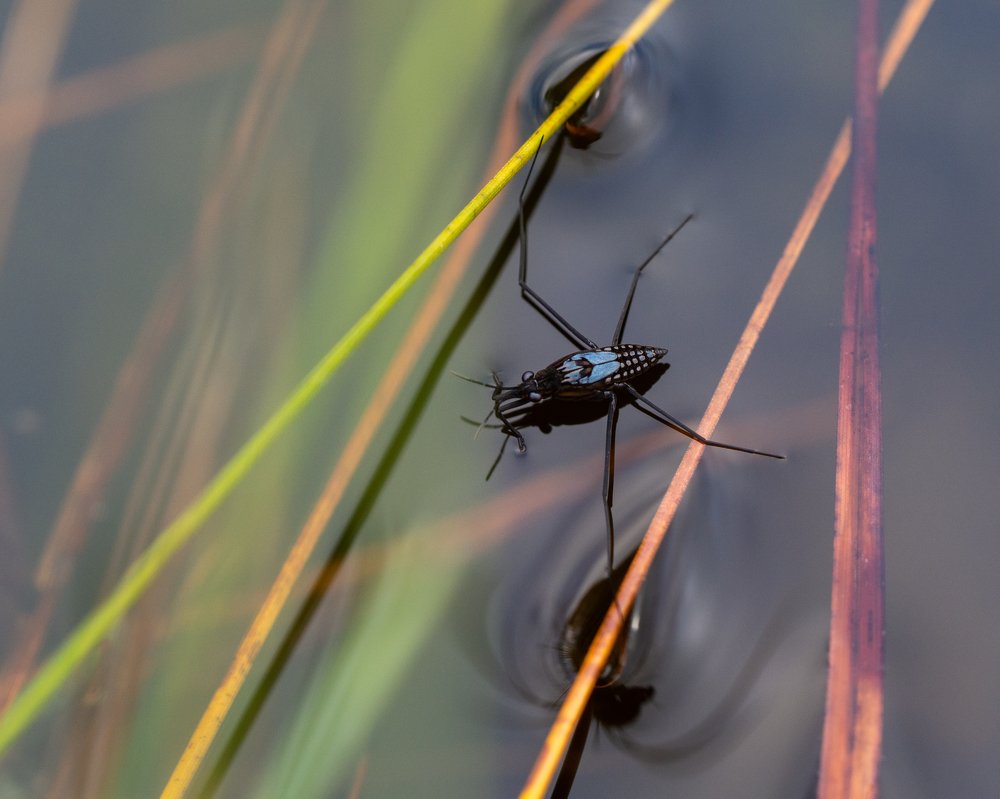 Water Strider at midnight in Norway.