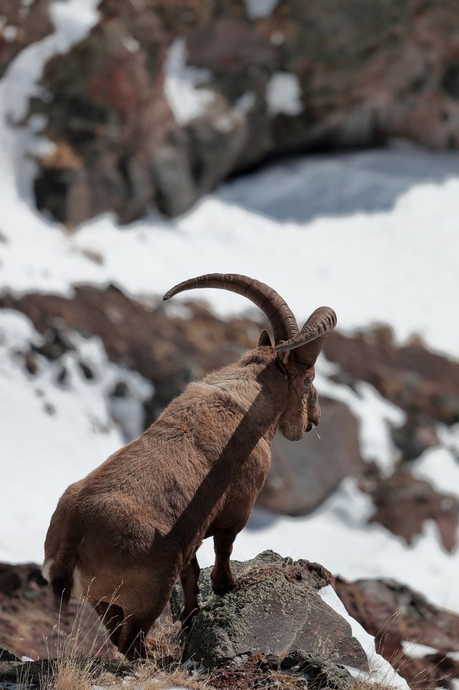 Red listed Caucasus tur male