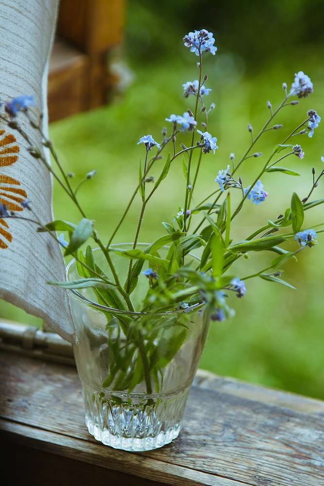 Forget Me Not