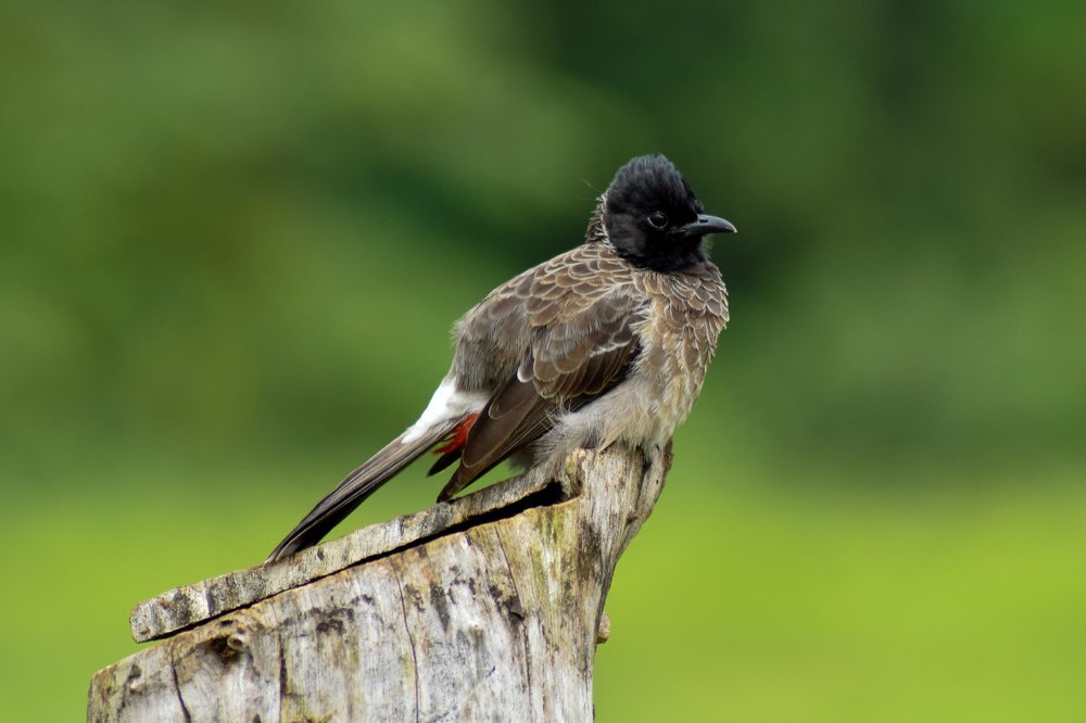 red vented bulbul