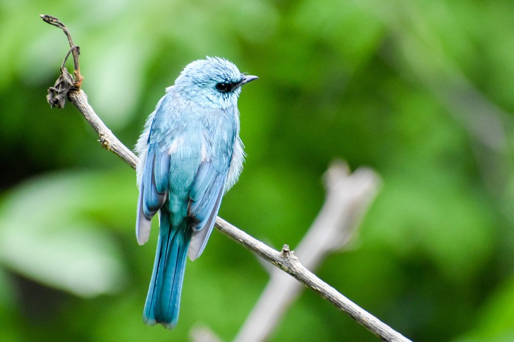 Bird on the Perch