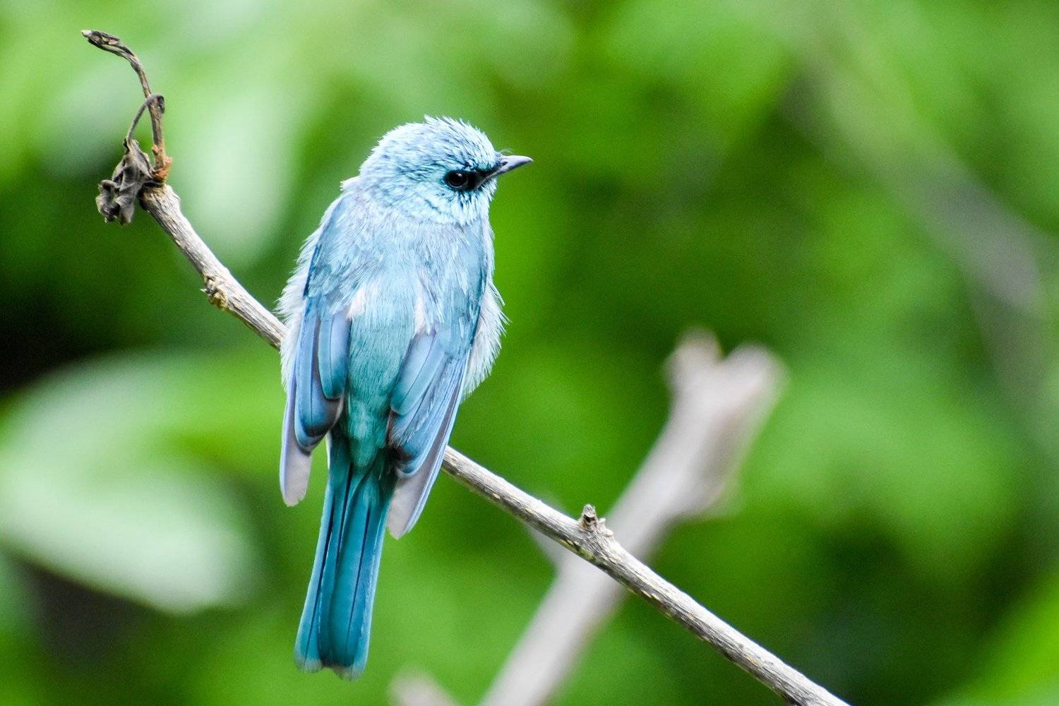 Bird on the Perch