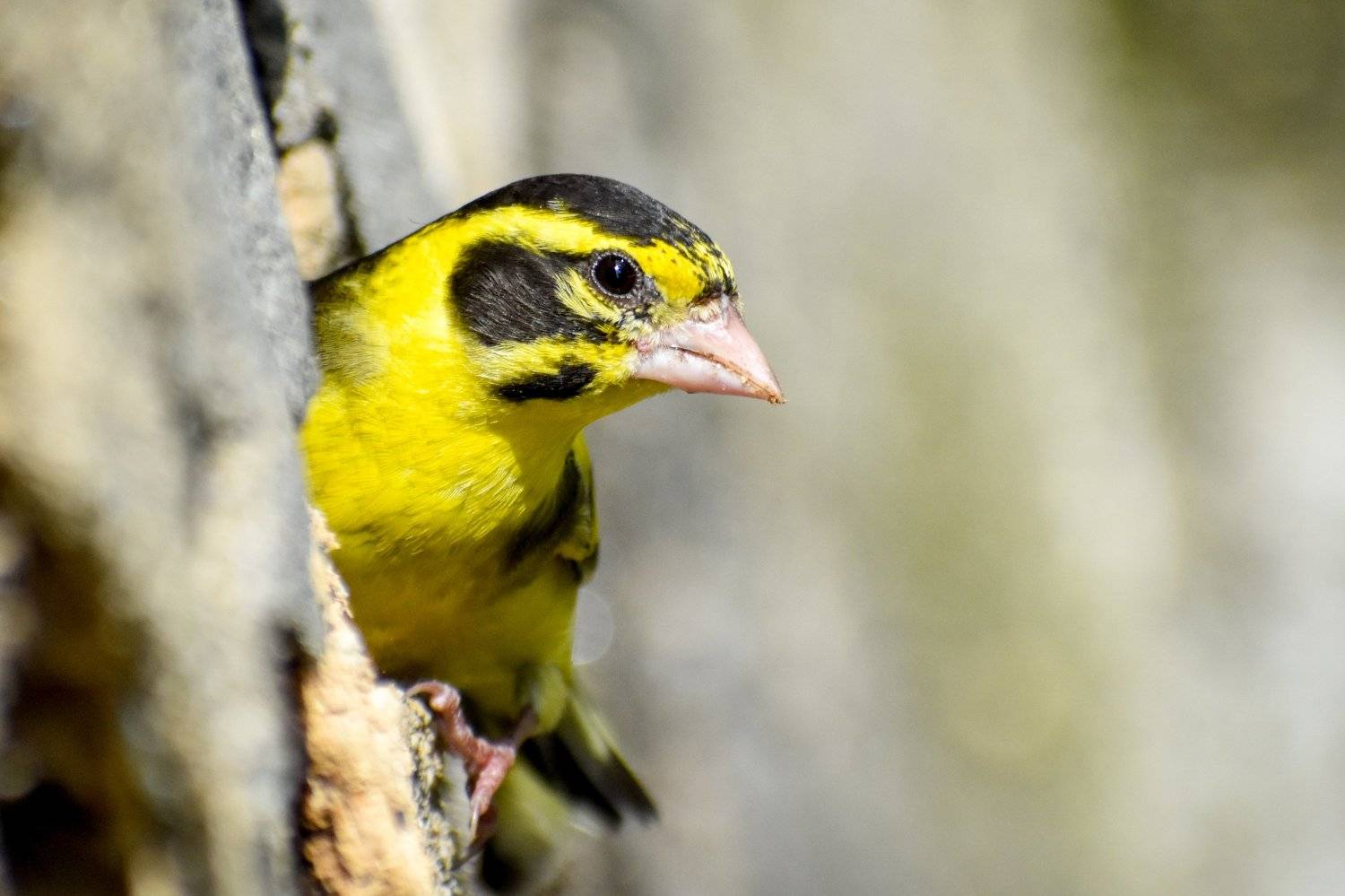 Bird on the Perch
