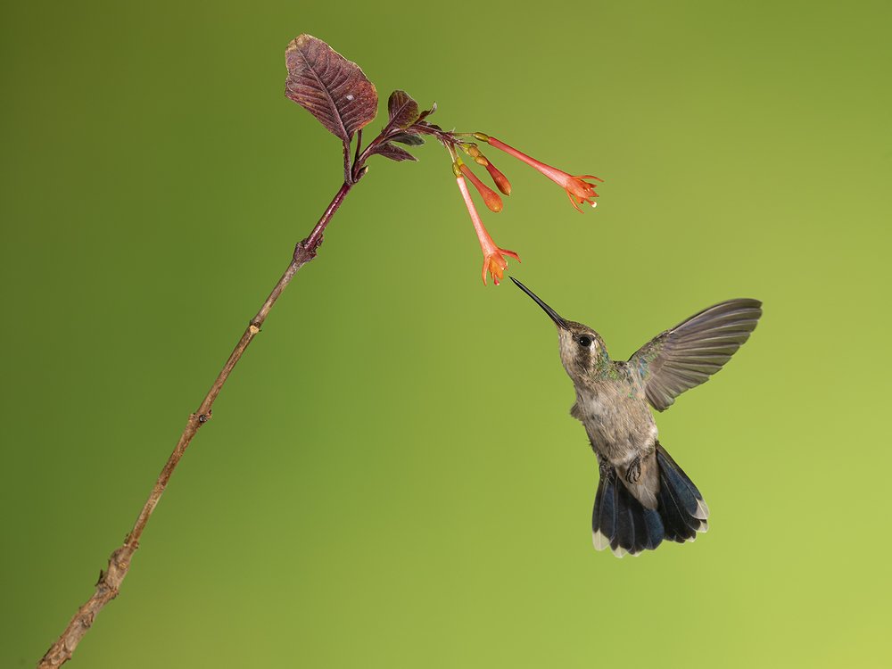 Hummingbirds