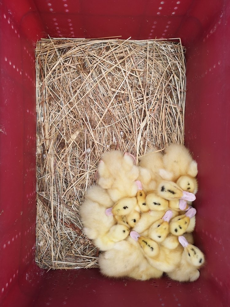 Photograph by Оксана Борщ