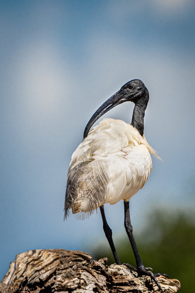 Photograph by MANSOUR ALOBAIDI