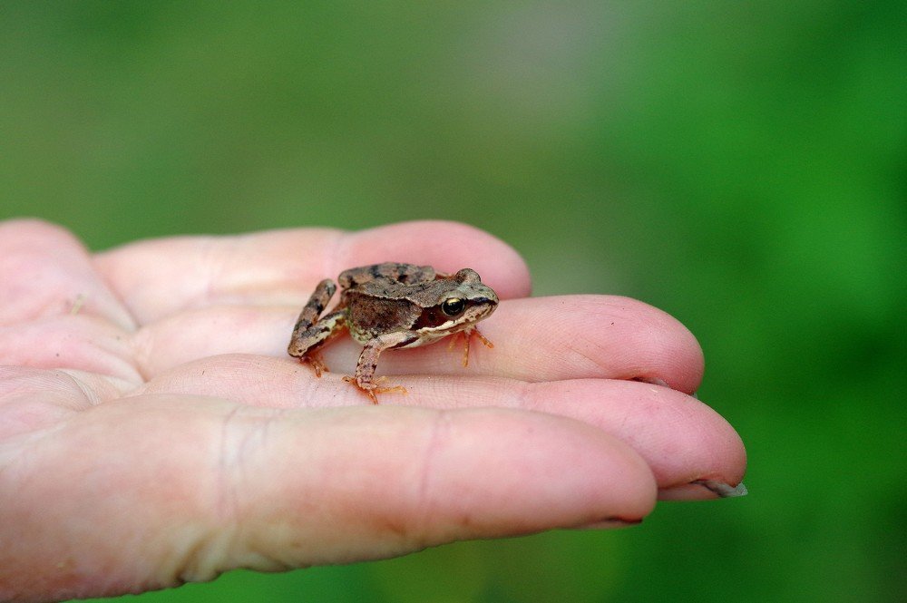 mini frog sinyavino