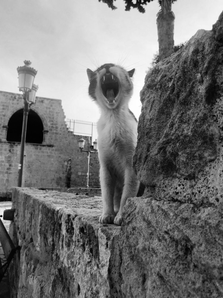 Photograph by Мария Шрейдер