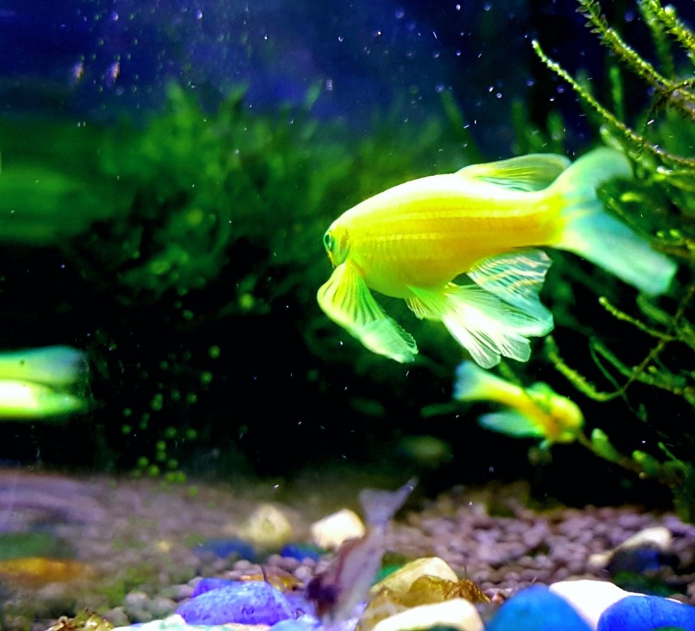 Zebra danio