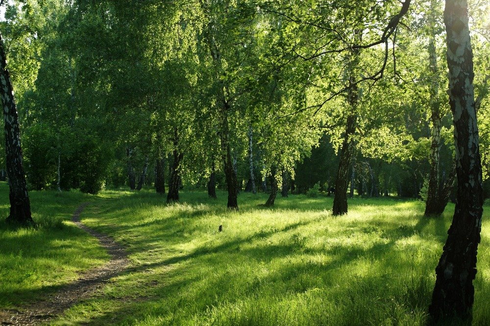 Солнечные лучи