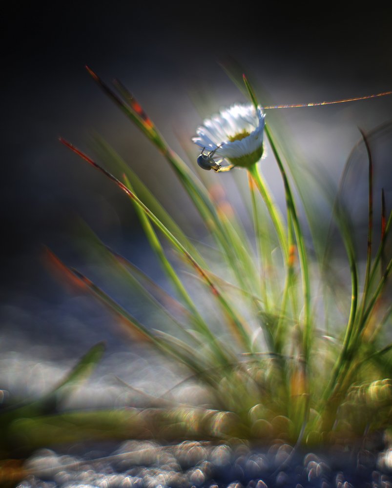 Канатоходец