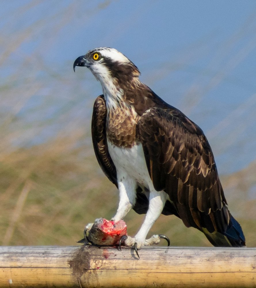 Osprey with Fish