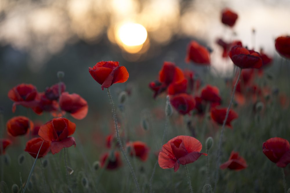 Photograph by Екатерина Фокина