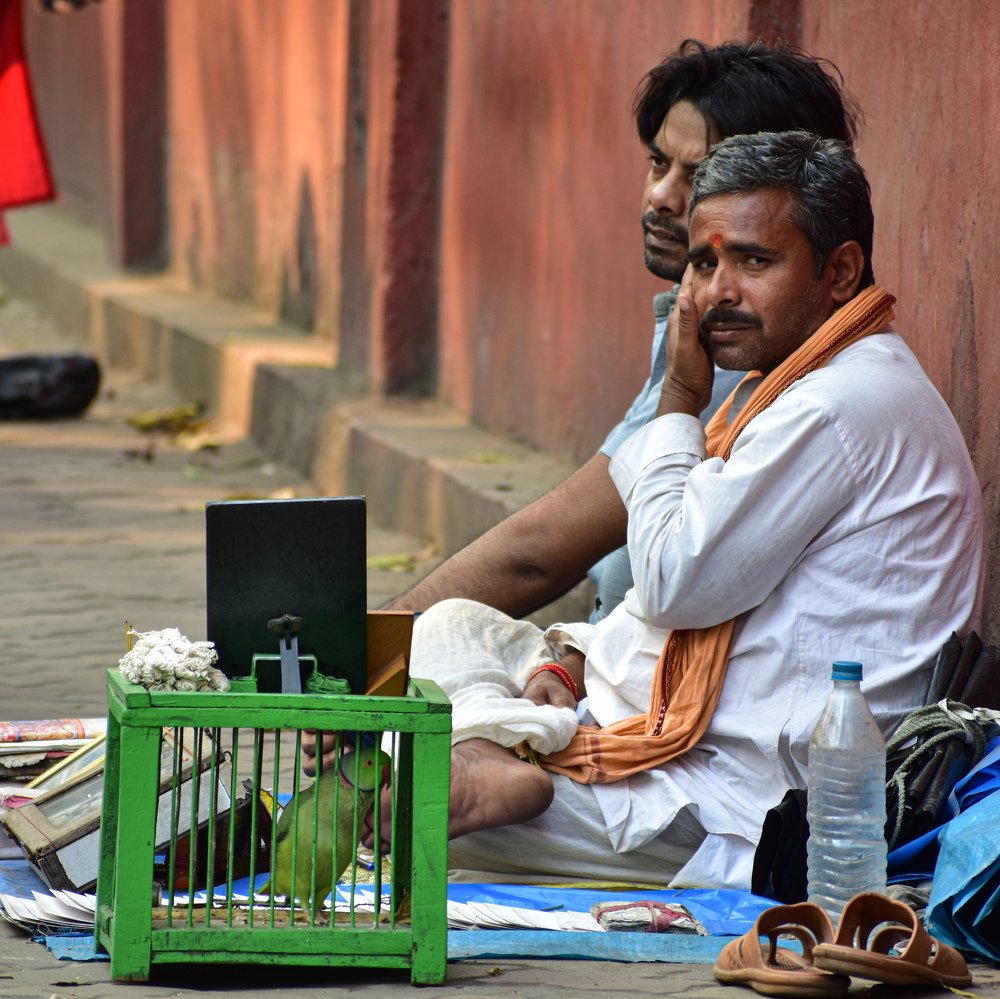 The Parrot Astrologer