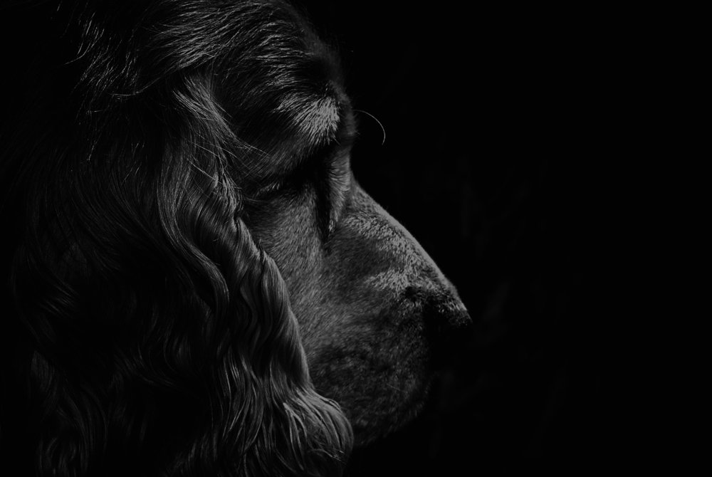 Dogs Portrait