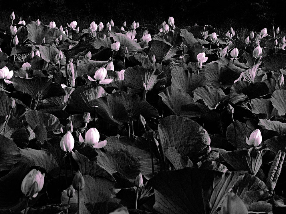 Photograph by Виктор Егоров