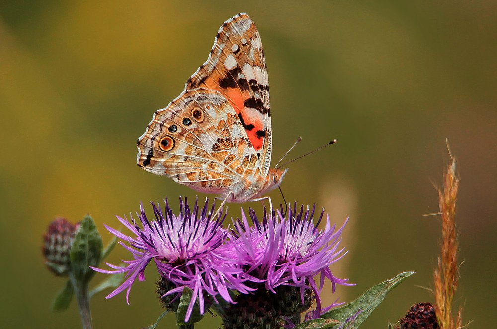 Флора и фауна..