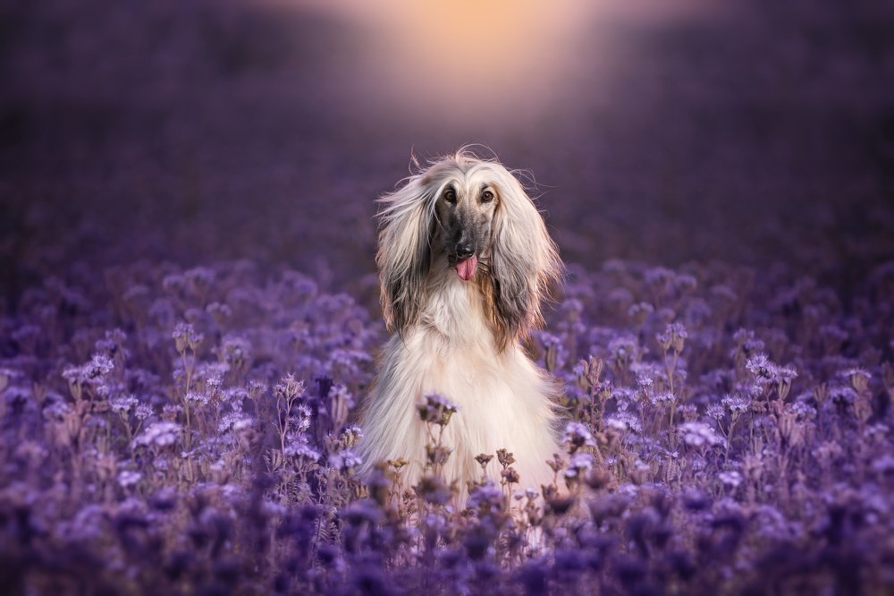 Photograph by Olga Bo