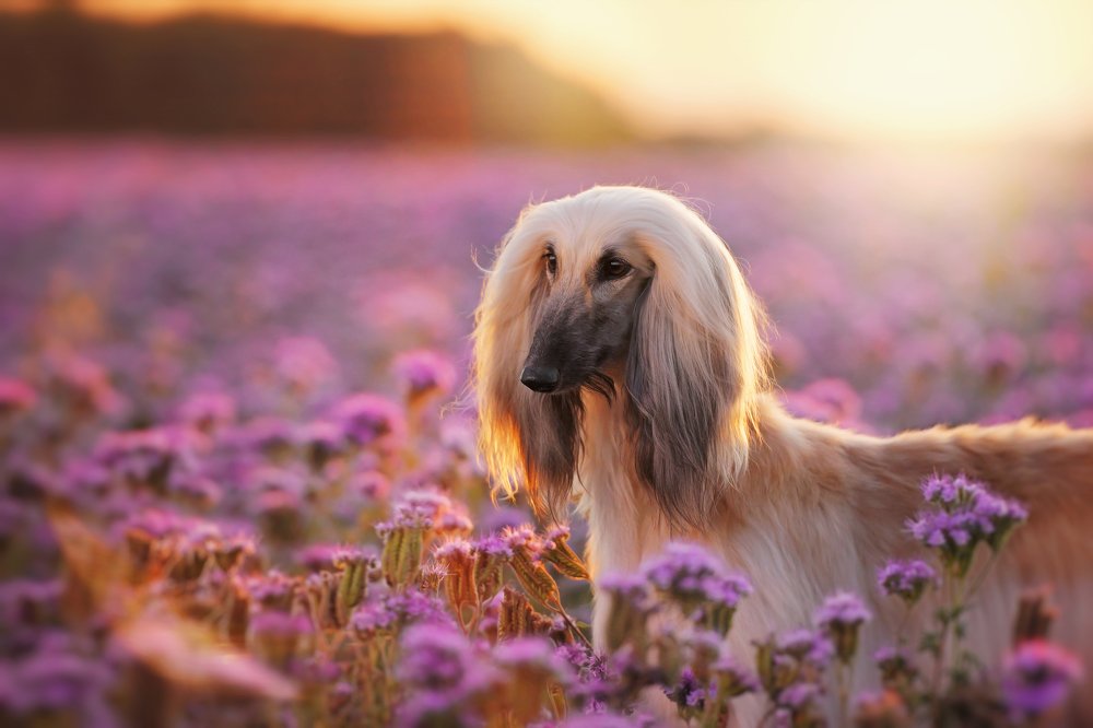 Photograph by Olga Bo